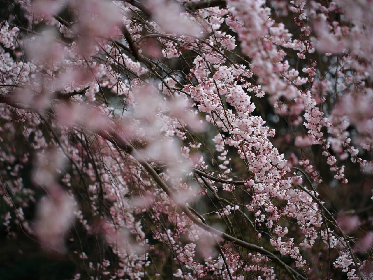 Marutamachi 4* Kyoto